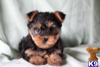Howie - Yorkie Male